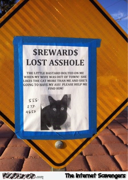 sarcastic lost cat poster @PMSLweb.com