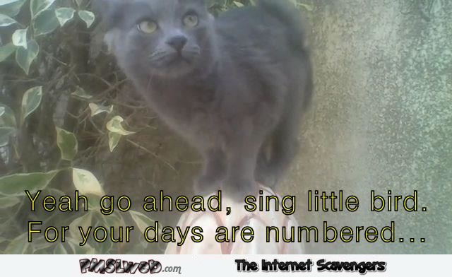 Sing little bird cat meme @PMSLweb.com