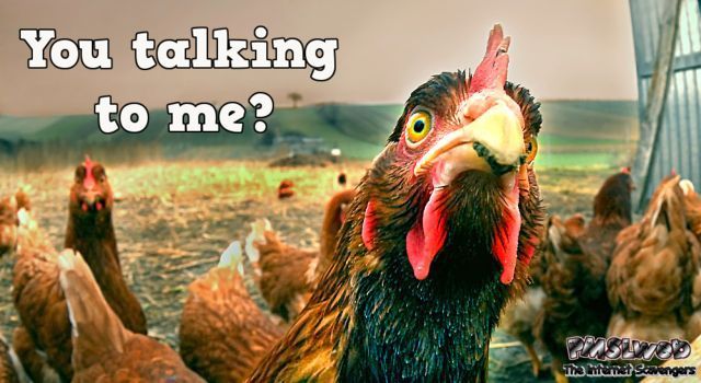 You talking to me? Chicken with an attitude @PMSLweb.com