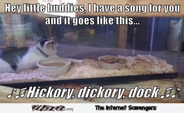 Hickory dickory dock cat meme @PMSLweb.com