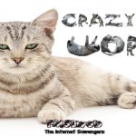 Crazy cat world PMSLweb