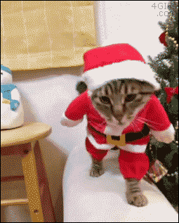 Funny Animated Christmas cat @PMSLweb.com