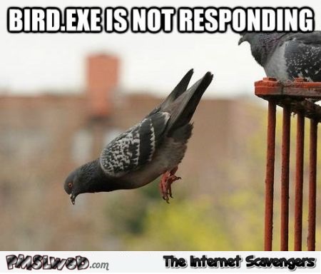 Bird exe meme @PMSLweb.com