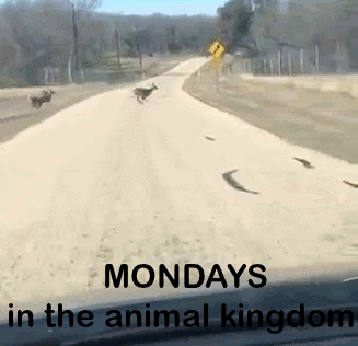 Mondays in the animal kingdom humor @PMSLweb.com