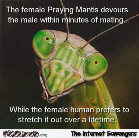 Female praying mantis versus female human joke