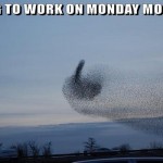 Funny Monday morning birds meme @PMSLweb.com