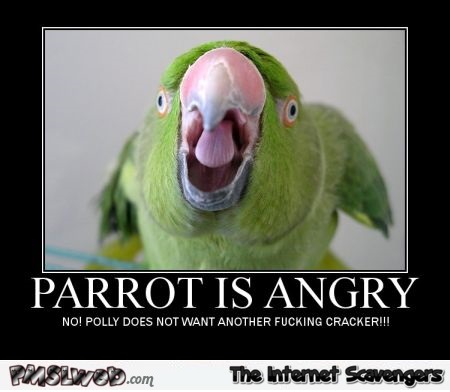 Funny parrot is angry demotivational @PMSLweb.com