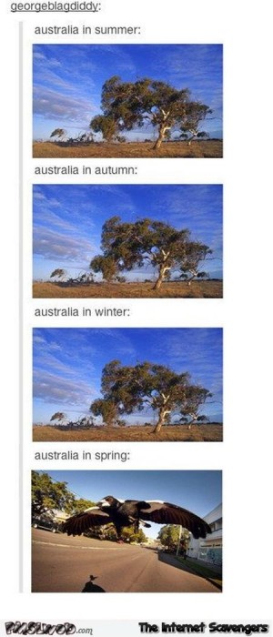 Australia in spring humor