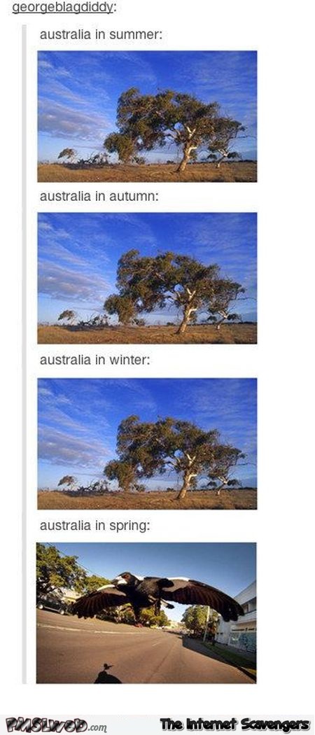 Australia in spring humor @PMSLweb.com