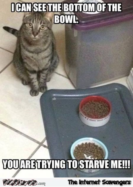 I  see the bottom of my bowl cat meme @PMSLweb.com