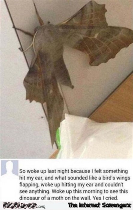 Funny dinosaur moth status
