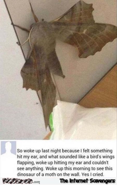 Funny dinosaur moth status @PMSLweb.com
