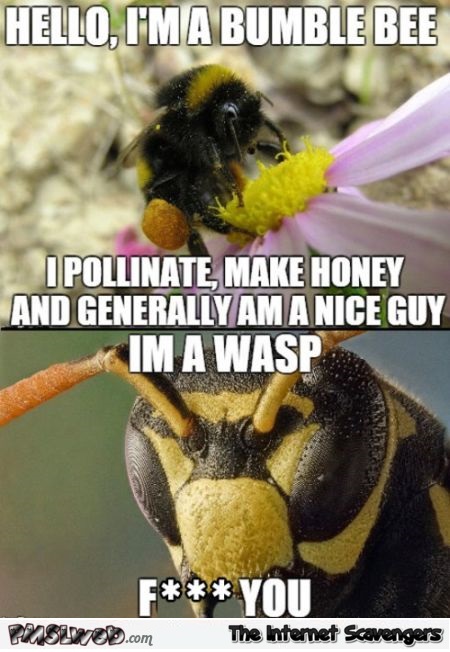 Funny bee versus wasp meme @PMSLweb.com