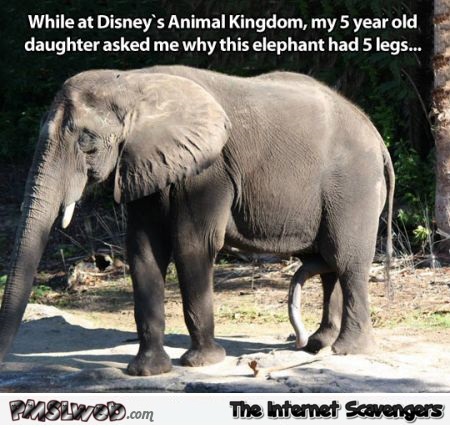 Why this elephant had 5 legs humor @PMSLweb.com