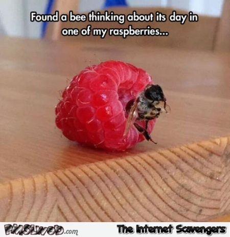 Bee chilling in raspberry meme @PMSLweb.com