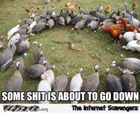 Shit is about to go down meme – Aussie humor @PMSLweb.com