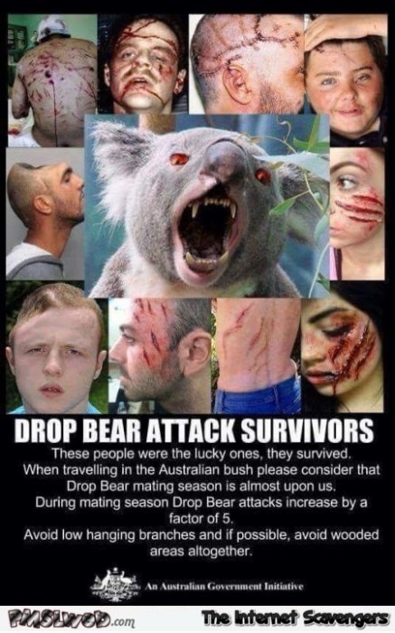 Drop bear attack survivors humor