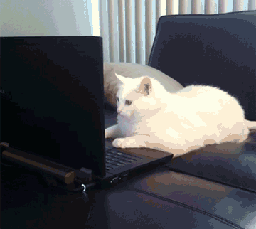 Cat learns how to twerk – Foolish Monday @PMSLweb.com