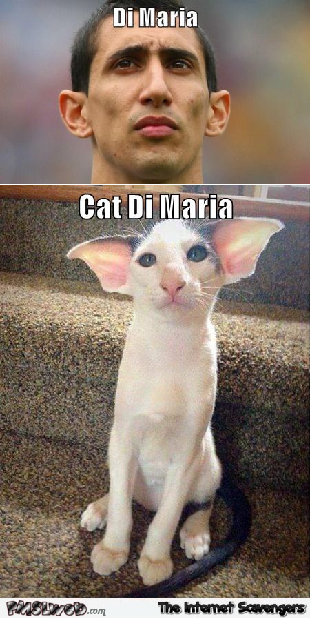 Cat Di Maria meme – Funny Hump day @PMSLweb.com