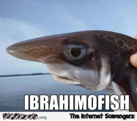 Ibrahimofish meme @PMSLweb.com
