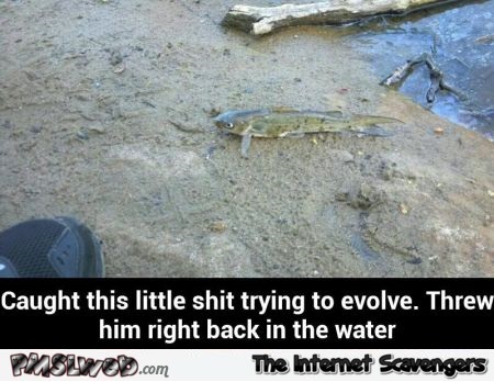 Funny fish trying to evolve