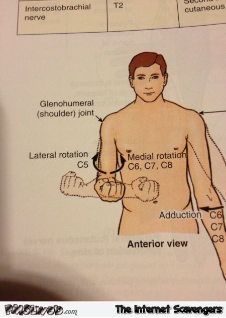 Funny textbook anatomy explanation drawing