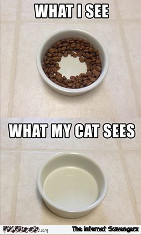 What I see versus what my cat sees meme @PMSLweb.com