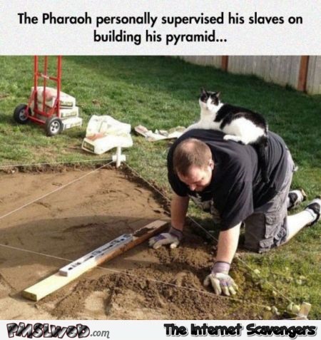 Cat supervised his slaves humor