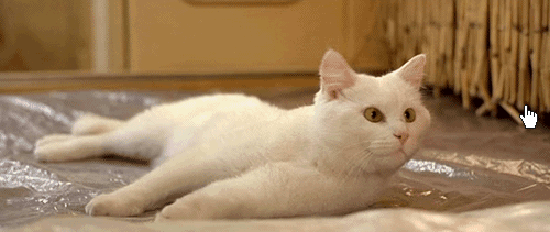 Funny cat and cursor gif – Weekend nonsense @PMSLweb.com