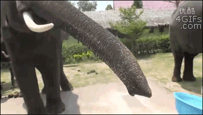 Elephant steals smartphone gif @PMSLweb.com