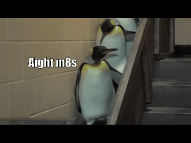 Funny penguins walking down stairs gif @PMSLweb.com