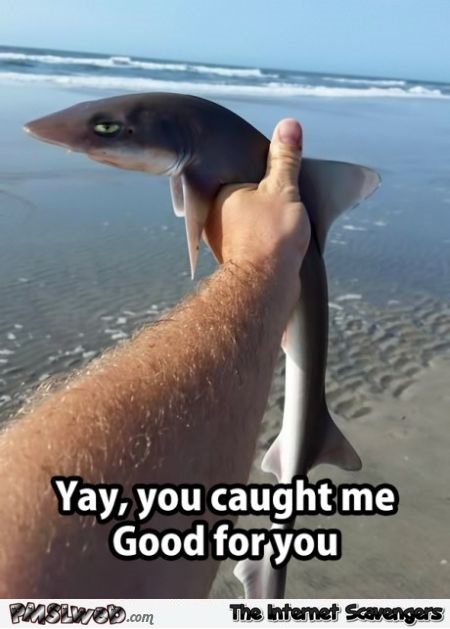 Funny jaded shark meme @PMSLweb.com