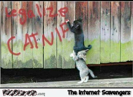 Legalize catnip – Monday mischief @PMSLweb.com