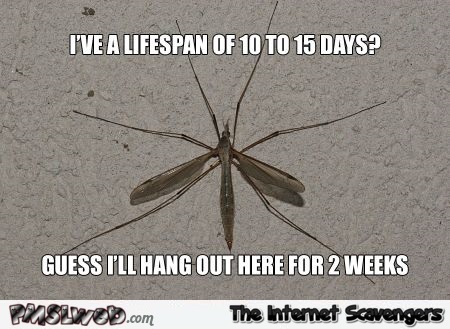 Funny mosquito meme @PMSLweb.com