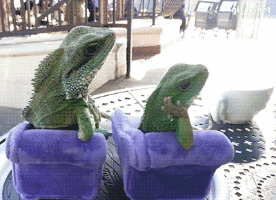 Funny iguana couple chilling @PMSLweb.com