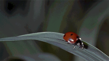 Funny ladybird fail