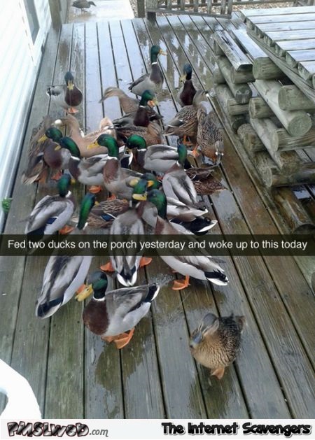 Feeding ducks on the porch humor @PMSLweb.com