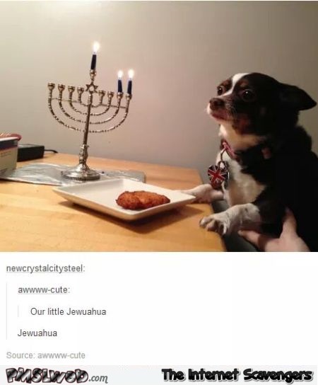Funny Jewish Chihuahua @PMSLweb.com