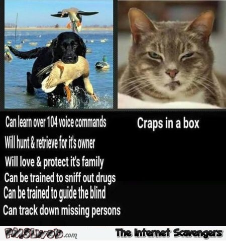 Funny dog versus cat