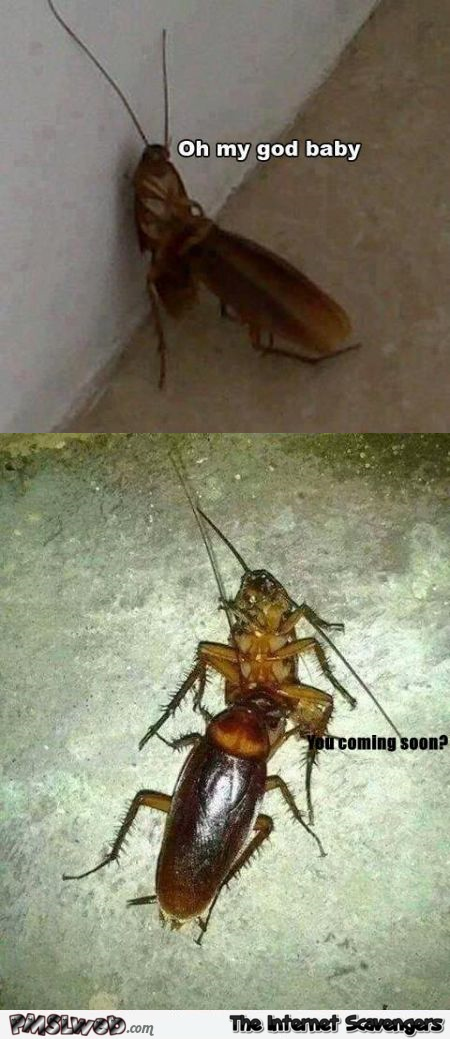 Funny cockroach sex @PMSLweb.com