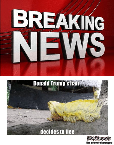 Funny Donald Trump’s hair breaking news @PMSLweb.com