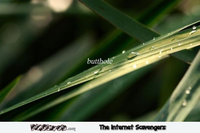 Butthole funny inspirational picture @PMSLweb.com