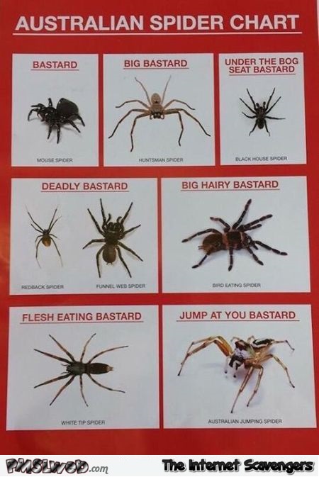 Funny Australian spider chart @PMSLweb.com