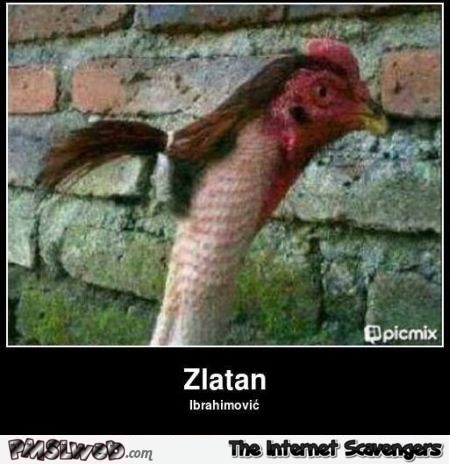 Funny Zlatan chicken @PMSLweb.com