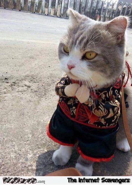 Funny Asian cat costume – Friday funniness @PMSLweb.com