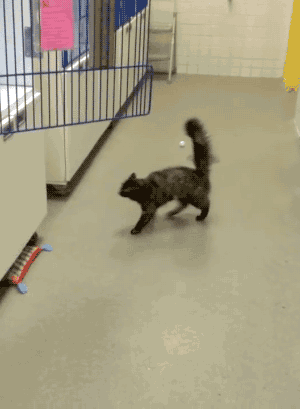 Funny cat jump fail @PMSLweb.com