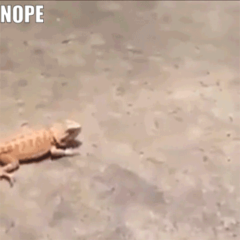 Funny nope lizard gif