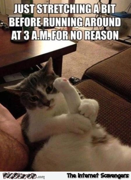 Stretching before running around cat meme @PMSLweb.com