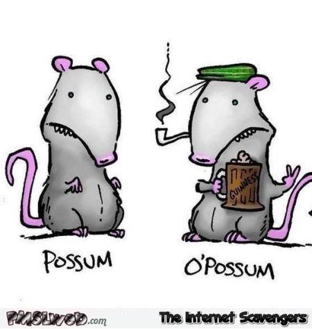 Possum versus O’Possum funny cartoon