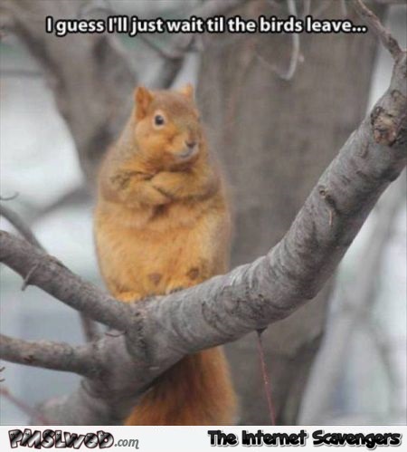 Funny waiting squirrel meme @PMSLweb.com